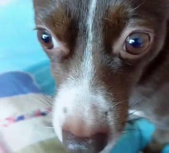 【娟子浪花一朵朵#美女流浪歌手# 快,手主播娟