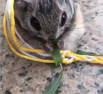 【开火车了】视频直播-YY